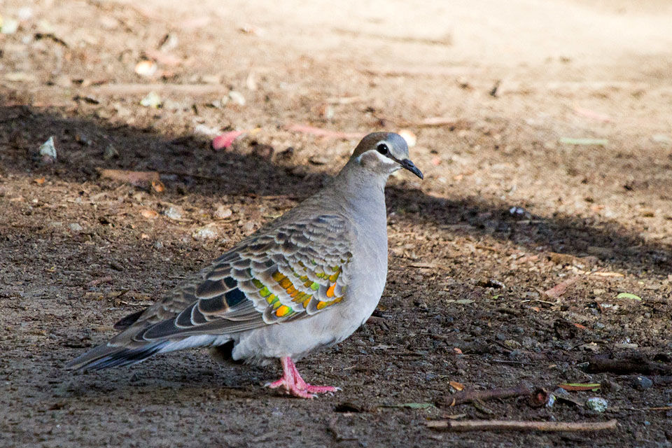 Common Bronzewing (Phaps chalcoptera)